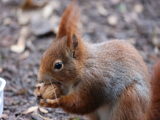 April - was machen unsere Eichhörnchen?